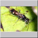 Alysson spinosus - Grabwespe w08b 7mm.jpg